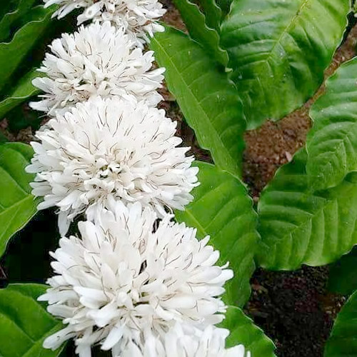 コーヒーの花